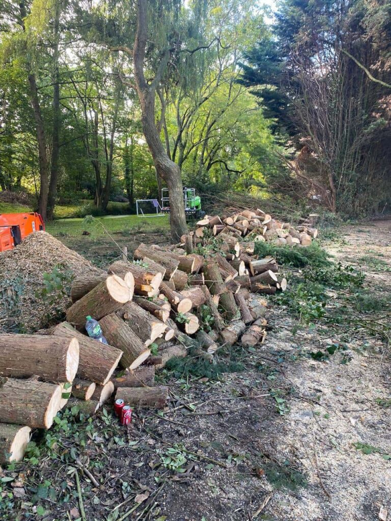 This is a photo of a wood area which is having multiple trees removed. The trees have been cut up into logs and are stacked in a row. Flitwick Tree Surgeons